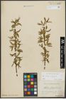 Foto von Salix alba L. x Salix fragilis L.
